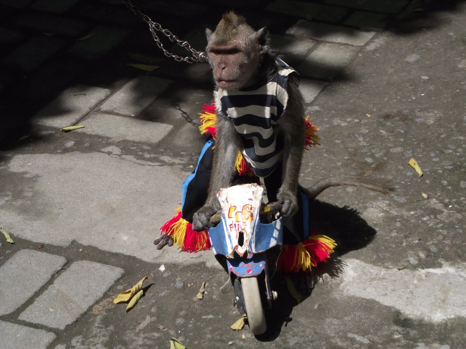 Kyai Helmy Dengan Monyetnya Sarung Patriot